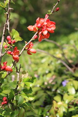 photo of a blossoming branch with flowers