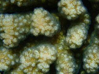 Stony coral rasp coral, or cauliflower coral, knob-horned coral (Pocillopora verrucosa) close-up undersea, Red Sea, Egypt, Sharm El Sheikh, Nabq Bay
