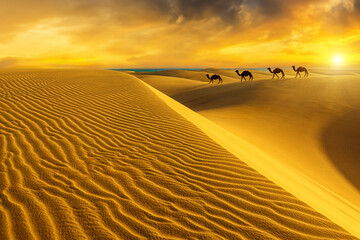 The Maspalomas Dunes camel riding at sunset with the tranquility of the surroundings is enhanced by...