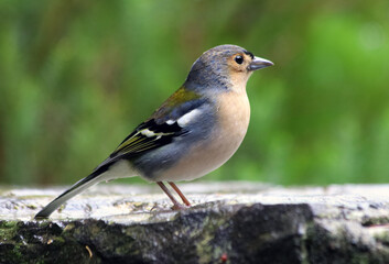 Close up of Madeiran chaffinch - Fringilla coelebs maderensis - sitting on the ground with colourful background on Madeira island