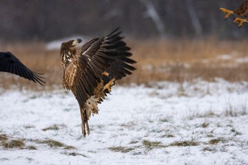 Close-up of the white-tailed eagle (Haliaeetus albicilla) - large brown-white eagle fighting on snow in winter