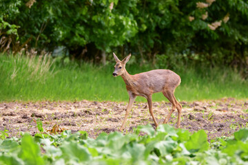 The roe deer (Capreolus capreolus) on a meadow