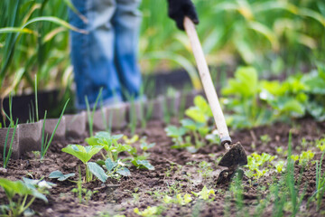 Weeding beds with agricultura plants growing in the garden. Weed control in the garden. Cultivated land close-up. Agricultural work on the plantation