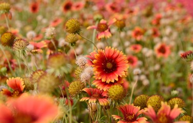 flowers in the garden