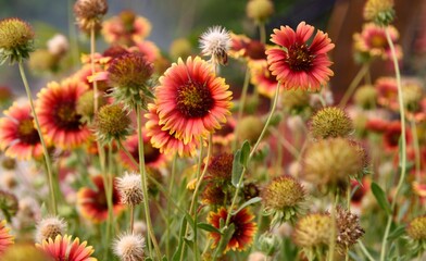 flowers in the field