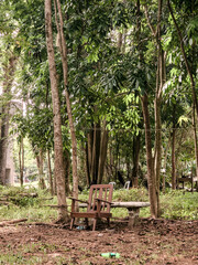 Old Chair at the Forest