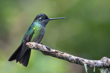 Fototapeta na wymiar Magnificent hummingbird (Eugenes fulgens), resting on a branch in Costa Rica.