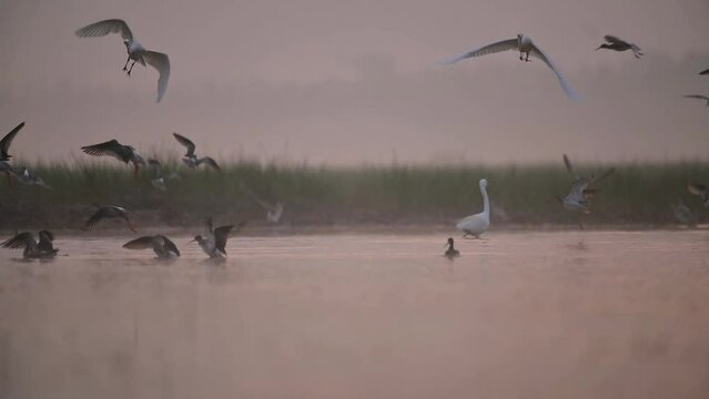 Flock of Birds flying over wetland in morning of Winter 