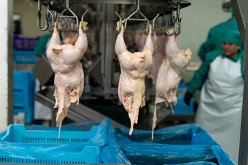 Chicken carcasses suspended on the equipment at the chicken processing factory