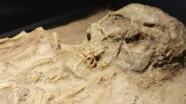Skull Fossilized remains of a cave man in a museum collection, Pacitan. close up shot.