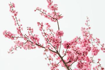 pink cherry blossom