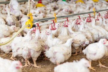 Poultry farm with chicken. Husbandry, housing business for the purpose of farming meat, White chicken Farming feed in indoor housing. Live chicken for meat and egg production inside a storage.