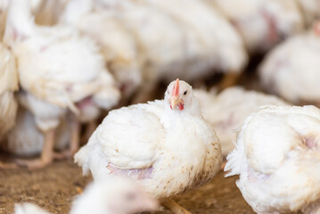 Poultry farm with chicken. Husbandry, housing business for the purpose of farming meat, White chicken Farming feed in indoor housing. Live chicken for meat and egg production inside a storage.