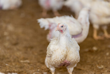 Modern chicken farm. Food industry. Indoors chicken farm, chicken feeding.Growing