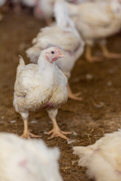 Poultry farm with chicken. Husbandry, housing business for the purpose of farming meat, White chicken Farming feed in indoor housing. Live chicken for meat and egg production inside a storage.