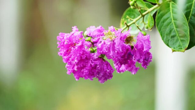 Thai crape myrtle flowers in the garden