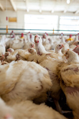 Poultry farm with chicken. Husbandry, housing business for the purpose of farming meat, White chicken Farming feed in indoor housing. Live chicken for meat and egg production inside a storage.