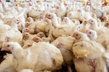 Modern chicken farm. Food industry. Indoors chicken farm, chicken feeding.Growing