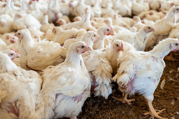 Poultry farm with chicken. Husbandry, housing business for the purpose of farming meat, White chicken Farming feed in indoor housing. Live chicken for meat and egg production inside a storage.