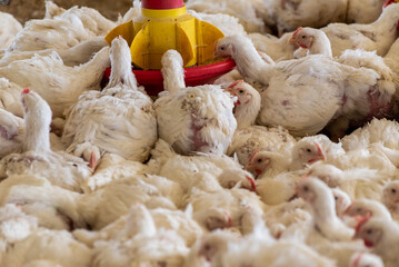 Poultry farm with chicken. Husbandry, housing business for the purpose of farming meat, White chicken Farming feed in indoor housing. Live chicken for meat and egg production inside a storage.