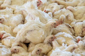 Modern chicken farm. Food industry. Indoors chicken farm, chicken feeding.Growing
