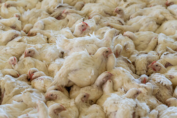 Poultry farm with chicken. Husbandry, housing business for the purpose of farming meat, White chicken Farming feed in indoor housing. Live chicken for meat and egg production inside a storage.