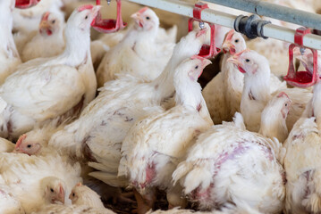 Modern chicken farm. Food industry. Indoors chicken farm, chicken feeding.Growing