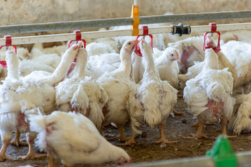Poultry farm with chicken. Husbandry, housing business for the purpose of farming meat, White chicken Farming feed in indoor housing. Live chicken for meat and egg production inside a storage.