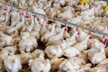 Modern chicken farm. Food industry. Indoors chicken farm, chicken feeding.Growing