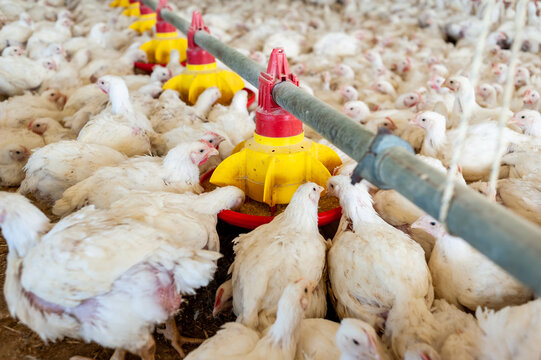 Poultry farm with chicken. Husbandry, housing business for the purpose of farming meat, White chicken Farming feed in indoor housing. Live chicken for meat and egg production inside a storage.
