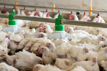 Chicken modern farm. Chicken growing for meat