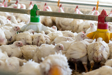 Chicken modern farm. Chicken growing for meat