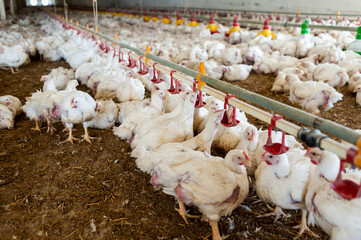 Chicken modern farm. Chicken growing for meat