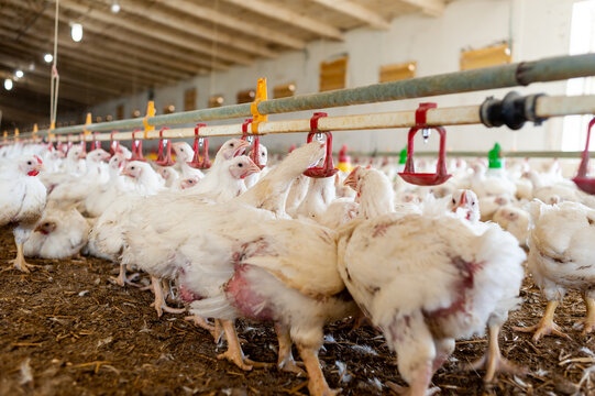 Chicken modern farm. Chicken growing for meat