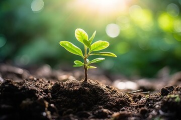 The gentle warmth of the sun nurtures a small tree, imbuing it with energy and resilience.