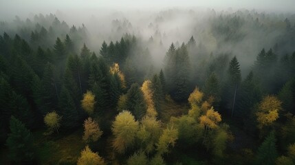 Unveil the captivating allure of a serene forest through breathtaking drone footage. The forest is shrouded in a delicate mist. Generated by AI.