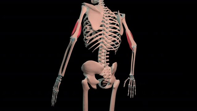 Brachialis Muscles Full Rotation Loop