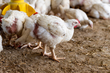 Chicken modern farm. Chicken growing for meat