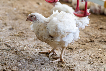 Chicken modern farm. Chicken growing for meat