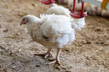 Chicken modern farm. Chicken growing for meat