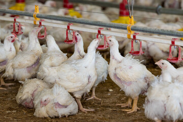 Chicken modern farm. Chicken growing for meat