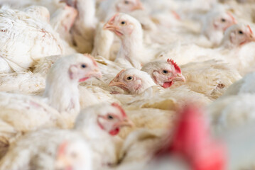 Chicken modern farm. Chicken growing for meat