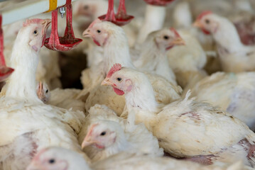 Chicken modern farm. Chicken growing for meat