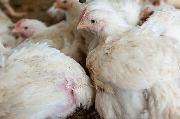 Chicken modern farm. Chicken growing for meat