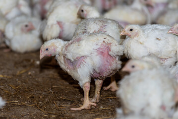 Chicken modern farm. Chicken growing for meat