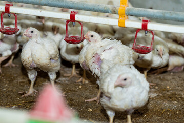 Chicken modern farm. Chicken growing for meat