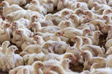 Chicken modern farm. Chicken growing for meat