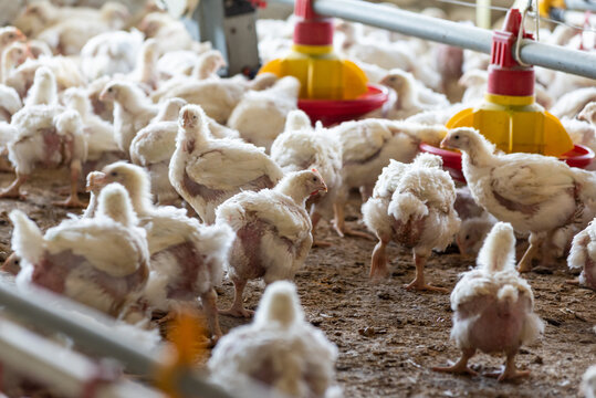 Chicken modern farm. Chicken growing for meat