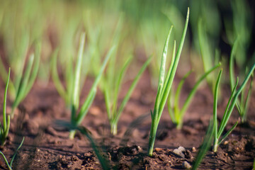 Onion crops planted in soil get ripe under sun. Cultivated land close up with sprout. Agriculture plant growing in bed row. Green natural food crop