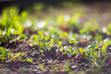 Crops planted in soil get ripe under sun. Cultivated land close up with sprout. Agriculture plant growing in bed row. Green natural food crop